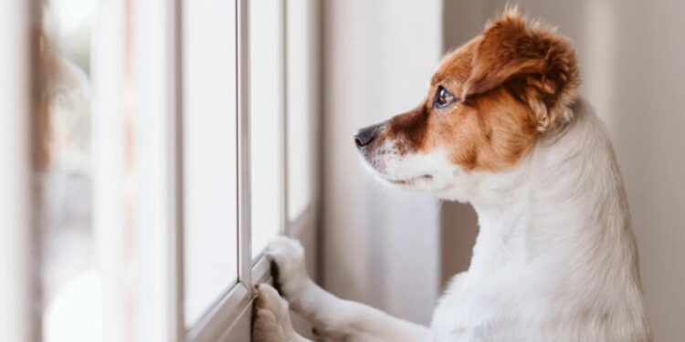 Глауком код паса: тиха болест вида