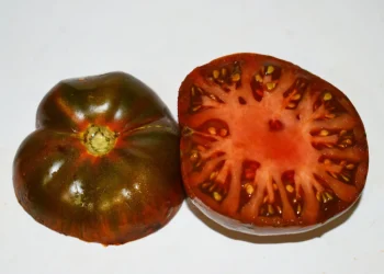 Foto: Delectation of Tomatoes via AP/Dale Thurber