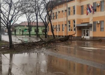 Palo drvo neposredno ispred opštinske zgrade