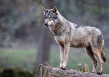 Foto: Shutterstock.com/AB Photographie, ilustracija