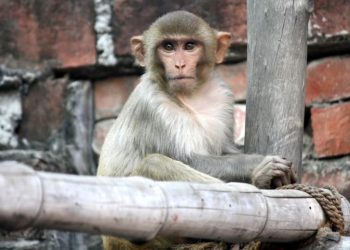 Foto: Shutterstock.com/Sanjiv Shukla, ilustracija