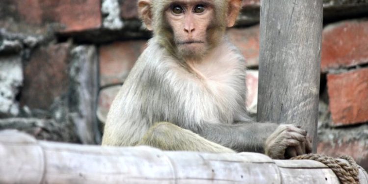 Foto: Shutterstock.com/Sanjiv Shukla, ilustracija