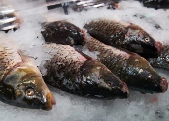 Foto: Shutterstock.com/apazuhanich, ilustracija