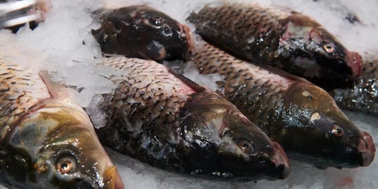 Foto: Shutterstock.com/apazuhanich, ilustracija