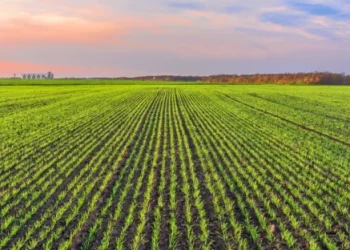 Foto: Shutterstock.com/Liubomyr Tryhubyshyn, ilustracija