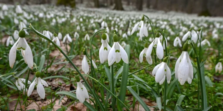 Foto: TANJUG/NENAD MIHAJLOVIĆ