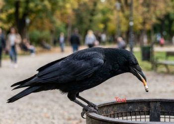 обука врана да прикупљају смеће.