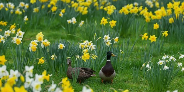 Foto: AP Photo/Virginia Mayo