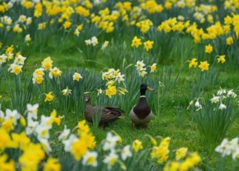 Foto: AP Photo/Virginia Mayo