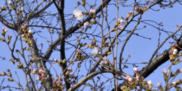 Foto: Kyodo News via AP/