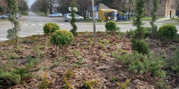 FOTO: BACKI PETROVAC INFO