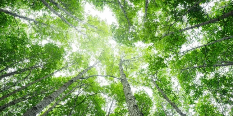 Foto: Shutterstock.com/Fahroni, ilustracija