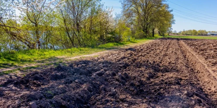 Foto: Shutterstock.com/Foto Para Ti, ilustracija