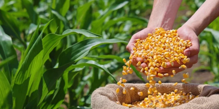 Foto: Shutterstock.com/branislavpudar, ilustracija