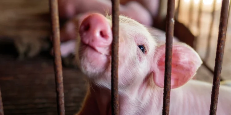 Foto: Shutterstock.com/Narong Khueankaew, ilustracija