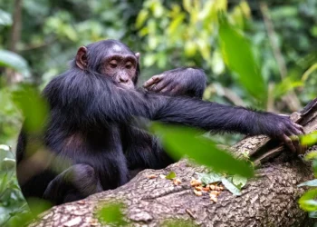 oto: Shutterstock.com/Jane Rix, arhiva