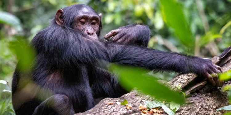 oto: Shutterstock.com/Jane Rix, arhiva