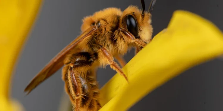 Foto: via AP/Krystle Hickman