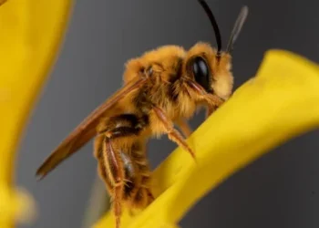 Foto: via AP/Krystle Hickman