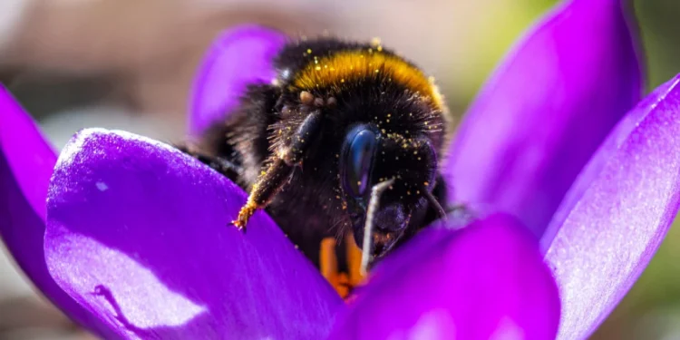 Foto: dpa via AP/Jens Büttner