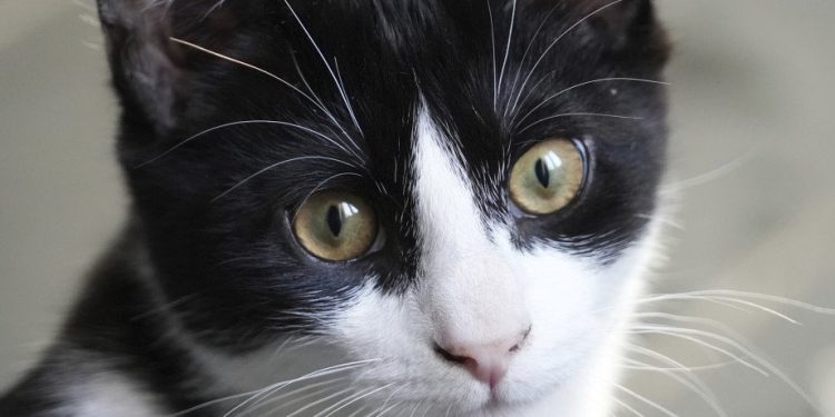 Foto: AP Photo/John Leicester/Ilustracija