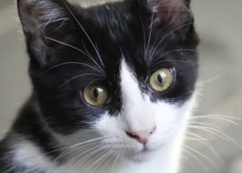 Foto: AP Photo/John Leicester/Ilustracija