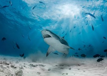 Foto: Shutterstock.com/Ivanenko Vladimir, ilustracija