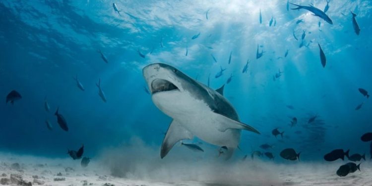 Foto: Shutterstock.com/Ivanenko Vladimir, ilustracija